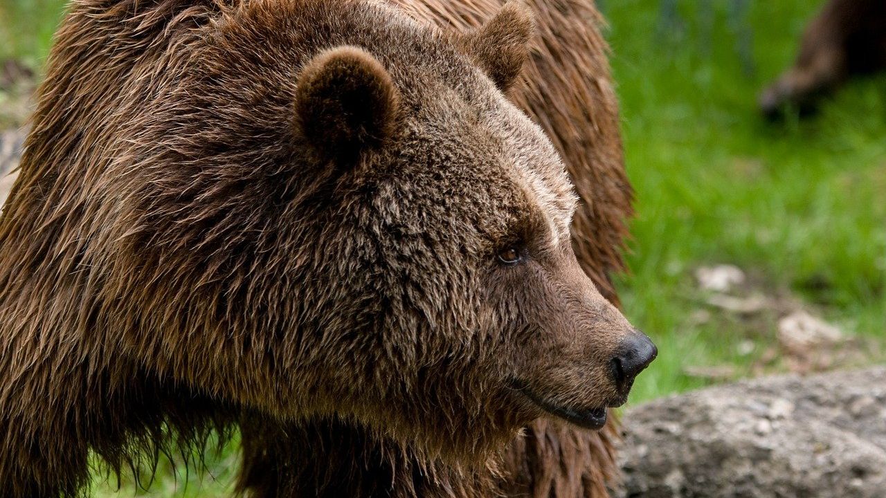 Эксперт пояснил, чем опасна охота на медведей-самцов